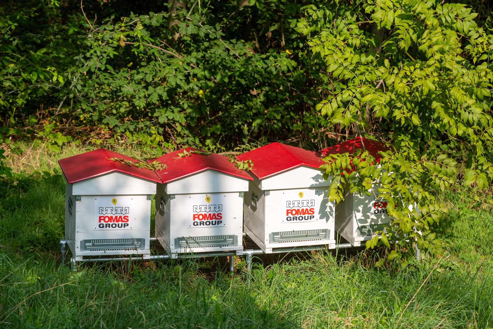 FOMAS Group apiary project at curone park